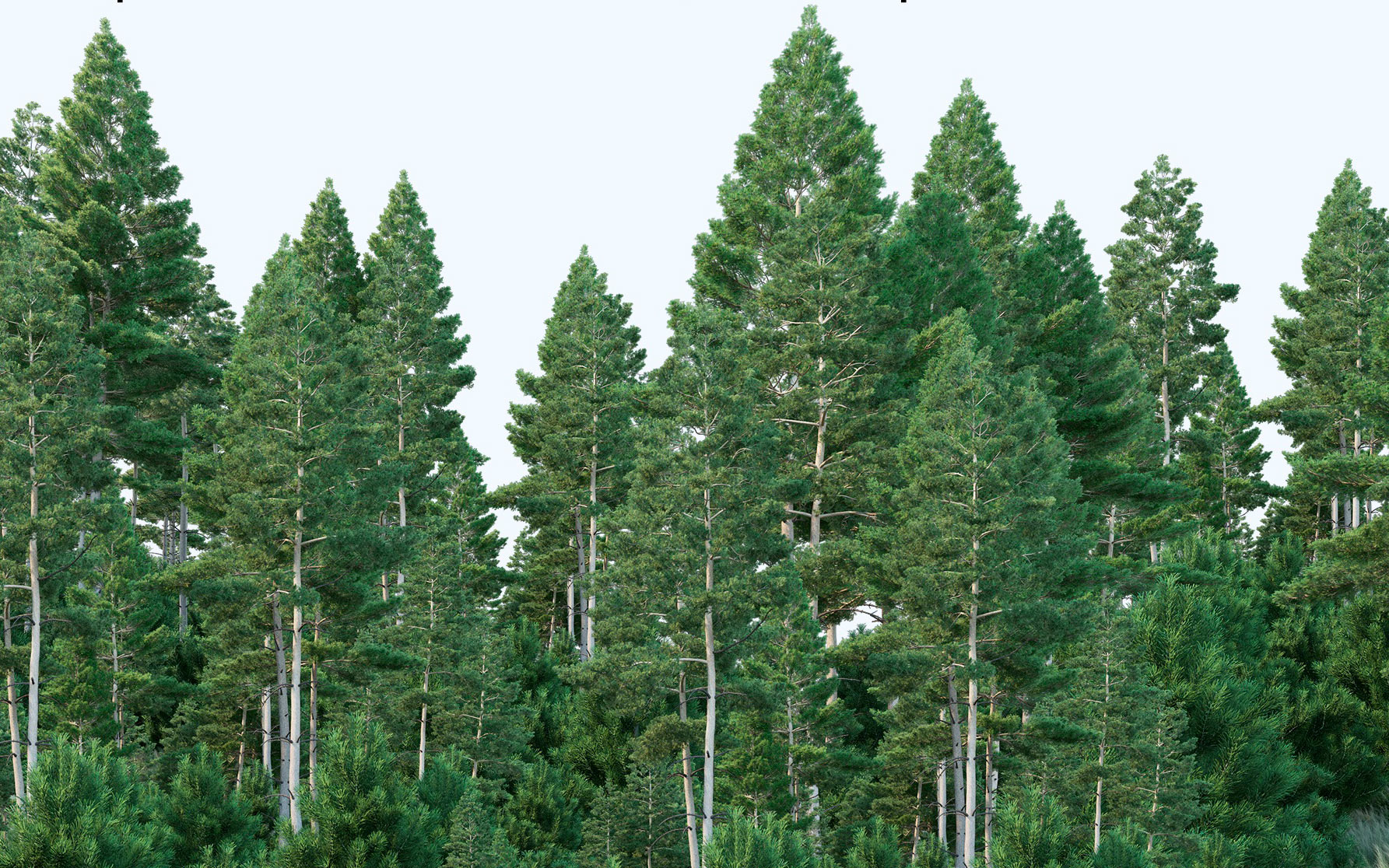 Знаете ли вы, что российские леса составляют почти четверть от общей площади всех лесов мира?
