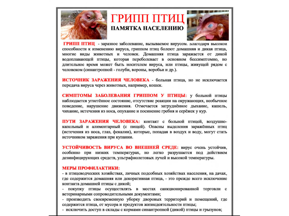 Грипп птиц. Памятка населению.