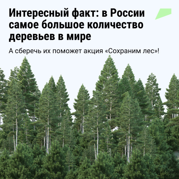 Знаете ли вы, что российские леса составляют почти четверть от общей площади всех лесов мира?.
